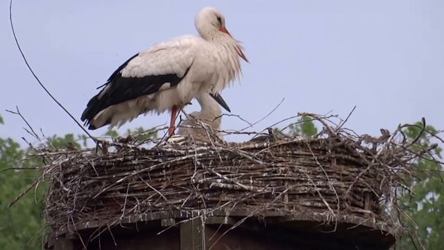 White Storks Nest Vondelpark Amsterdam Holland - Ooievaarsnest Vondelpark смотреть онлайн