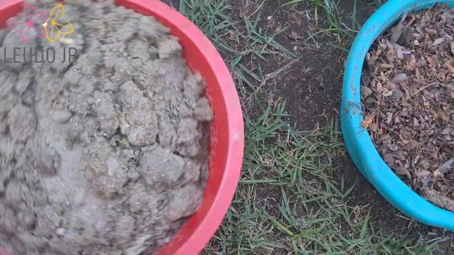 REPLANTIO DAS MEDUSAS DHA - SUBSTRATO E ADUBAÇÃO - DORSET HORN ADENIUM смотреть онлайн