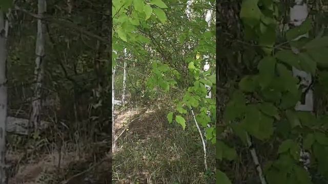 Грибной август / гуляем / Кусак /ННР смотреть онлайн