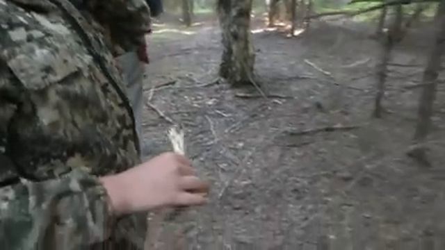 Пошли прогуляться в лес И НАШЛИ ГРИБЫ! Прход в лес с собакой! смотреть онлайн