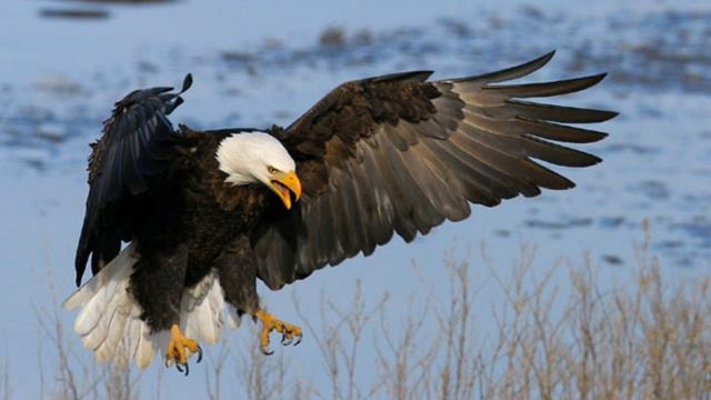 URI movie garud flying Robert is it real смотреть онлайн