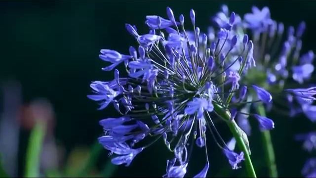 Balqadisha - amazing romantic song of stepes (with lyrics + latin transcription) смотреть онлайн