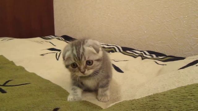 Scottish Fold Pretty Girl смотреть онлайн