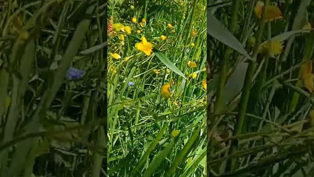 Лютики смотреть онлайн