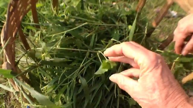 Rinjani & Barujini, Rich volcanic ashes in Lombok: Now weed wasted for peasant farmers смотреть онлайн