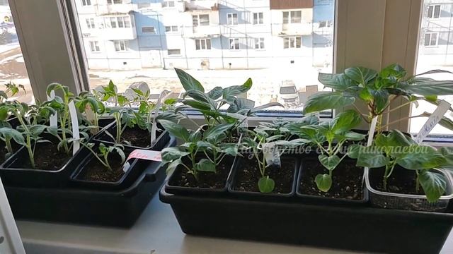 Рассаду не узнать от этой ДЕШЕВОЙ ПОДКОРМКИ! СРОЧНО ИСПОЛЬЗУЙТЕ ЭТО и через 2 дня не узнаете Рассад смотреть онлайн