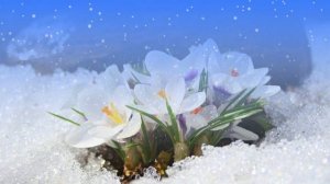 Футаж. Цветы на снегу 36  Footage. Flowers in the snow 36