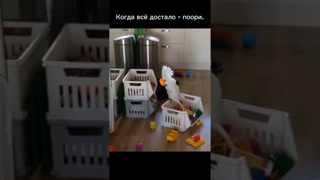 Когда всё достало - поори