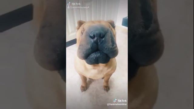 Шарпей смотреть онлайн