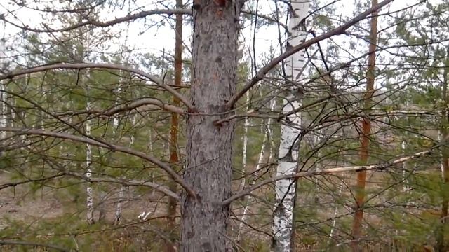 Весна. Орехово Зуево. Горбатое озеро смотреть онлайн