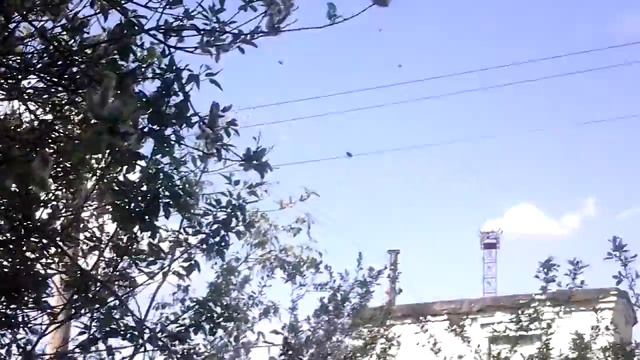 Пчелы не кусаются смотреть онлайн