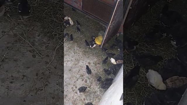 Цыплята Доминант 109 смотреть онлайн