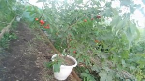 Черешня в кадке созрела.