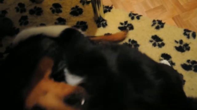 Немецкий пинчер и Кот . German pinscher playing with a kat (Freyr Neit GALA & Kot) смотреть онлайн