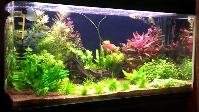 Глоссолепис красный, доминантный самец смотреть онлайн