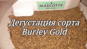 Дегустация сорта табака Burley Gold ( Берли голд )