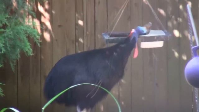 Australia's Big Bird Zoo Washington DC , Ավստրալիայի մեծ թռչունը Վաշինգտոնի կենդանաբանական այգու смотреть онлайн