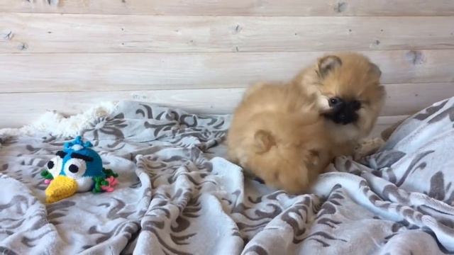 🐻Мишки померашки🐼 смотреть онлайн