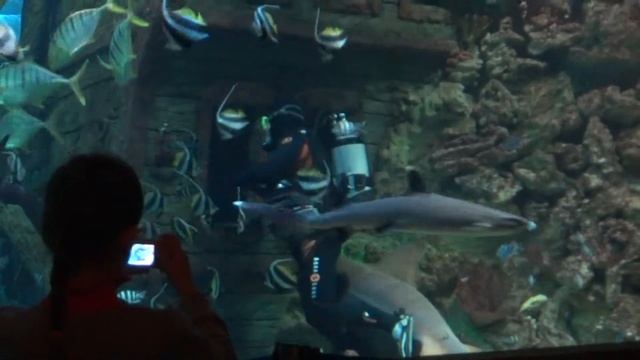 Воронежский океанариум. Шоу "Кормление акул" смотреть онлайн