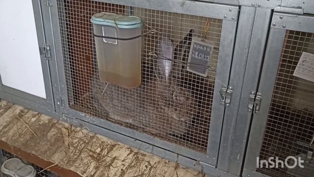 ПОПОЛНЕНИЕ В ХОЗЯЙСТВЕ. ПРОДАЖА КРОЛЬЧАТ #фландр#ризен#кроликивеликаны смотреть онлайн