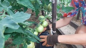 Кисти томатов ломаются от урожая. Что я делаю.