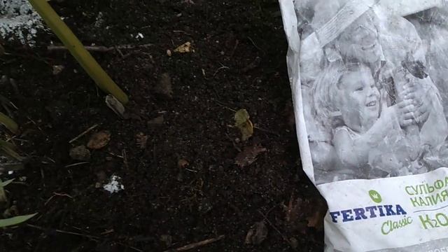 Пионы к зиме обрезаю и подкармливаю так! смотреть онлайн