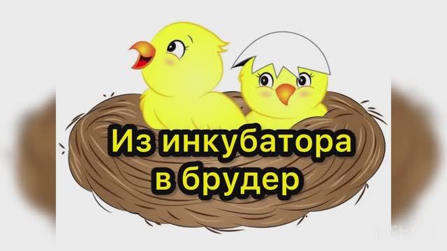 Переселяем перепелят из инкубатора в брудер смотреть онлайн