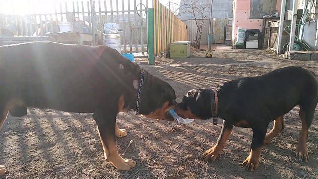 Ротвейлер Малыш и Сэм,кто сильнее смотреть онлайн