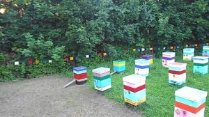 Бакфаст, карника 2026. Все матки от F0. т.89603022455. Заказы пчелопакетов, пчеломаток.