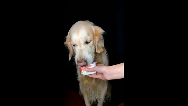 СОБАЧИЙ АСМР ИТИНГ | ASMR DOG EATING