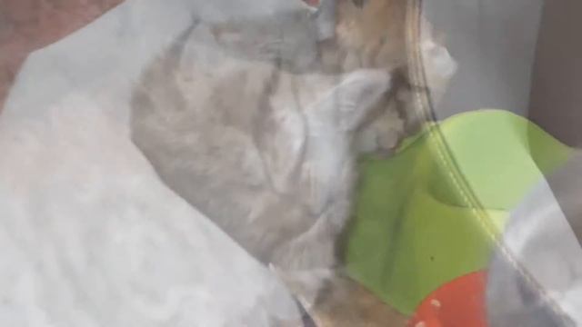 Вислоухая мраморная шотландская кошка, 1,5 мес. смотреть онлайн