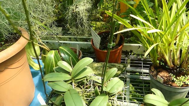 Phalaenopsis stuartiana x Phalaenopsis pulcherrima смотреть онлайн