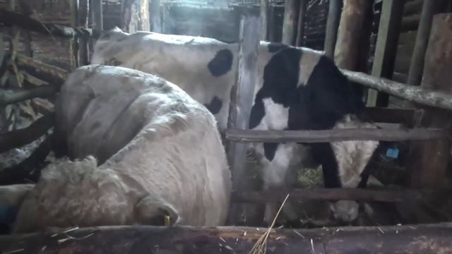 Плем-быки на штраф стоянке. Привёз двигатель на зерноплющилку. смотреть онлайн