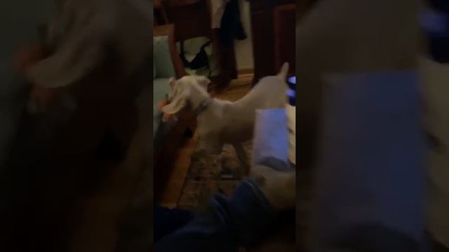 Weimaraner and pug playing смотреть онлайн