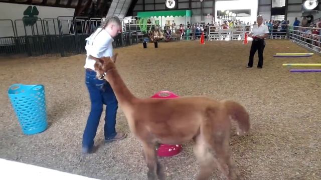 Alpaca and llama show at Putnam County 4-H Fair