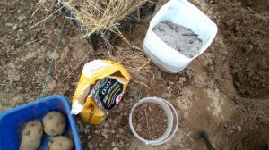 Сажаю картофель "Сынок" новым способом!!