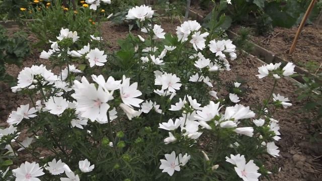 6 соток 25 июня. 2 часть. Полдень на даче. Утомленные солнцем. смотреть онлайн