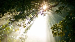 Кем были Эсеры