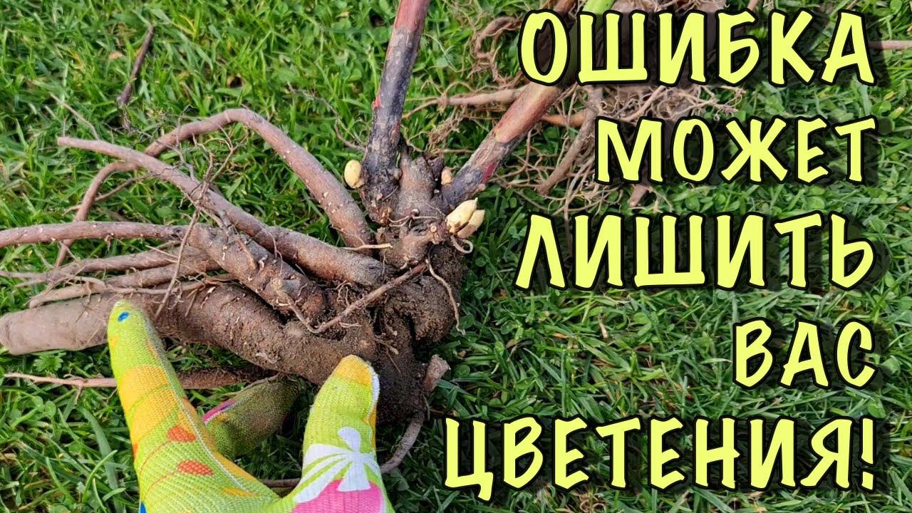 ГРУБЕЙШАЯ ОШИБКА, из-за которой пионы НЕ ЗАЦВЕТУТ. Как правильно САЖАТЬ и ПЕРЕСАЖИВАТЬ ПИОНЫ смотреть онлайн