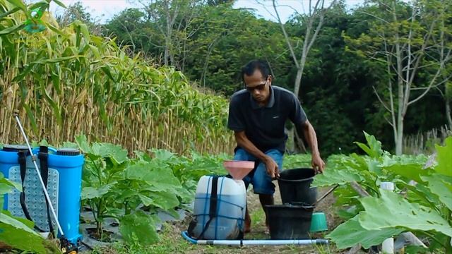 PENYAKIT DAN HAMA TERONG DAN CABAI PALING MENGERIKAN DAN CARA MENGATASINYA