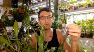 Эпифиллумы/Лесные кактусы/ Уход/Размножение/Проблемы