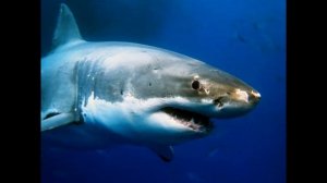 Может ли дельфин победить акулу? Акула против дельфина. Бои животных