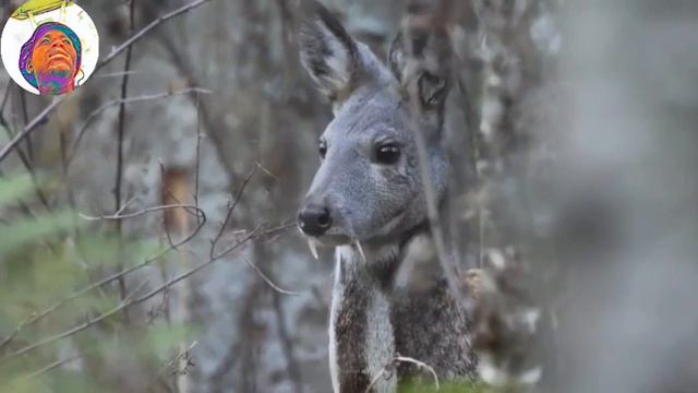 Top 10 ANIMALS with (CREEPY) teeth on the planet #animals #wildlife #top10 смотреть онлайн