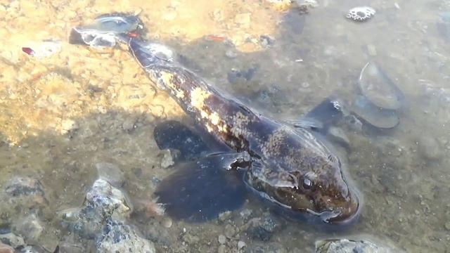 Ловля бычка и рыбы собаки в Черном море. смотреть онлайн