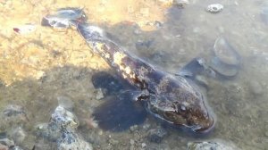 Ловля бычка и рыбы собаки в Черном море.