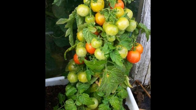 ТОМАТ Балконное чудо - характеристика томата смотреть онлайн