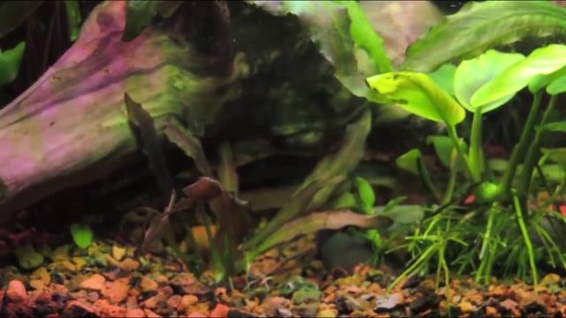 Сиамский водорослеед (Crossocheilus Siamensis). САЕ (Siamese Algae Eater)