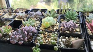 Как укоренить суккулент