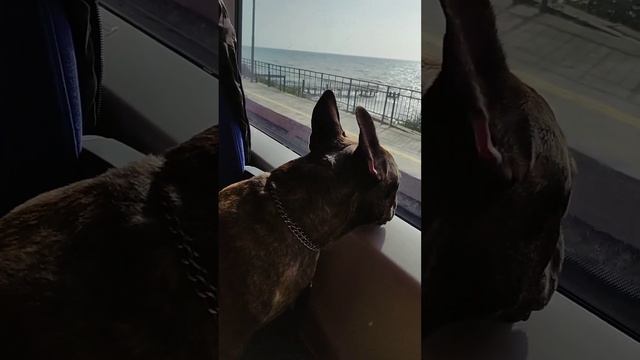 Капитан Пирожок Сёма, ездил на электричке "Ласточка" смотреть онлайн