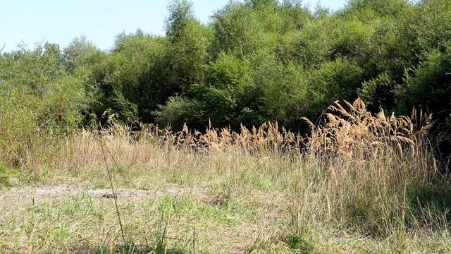 Звуки природы релакс sounds of nature, birdsong, forest noise смотреть онлайн
